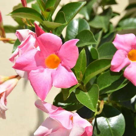 Il Tirreno לינה וארוחת בוקר