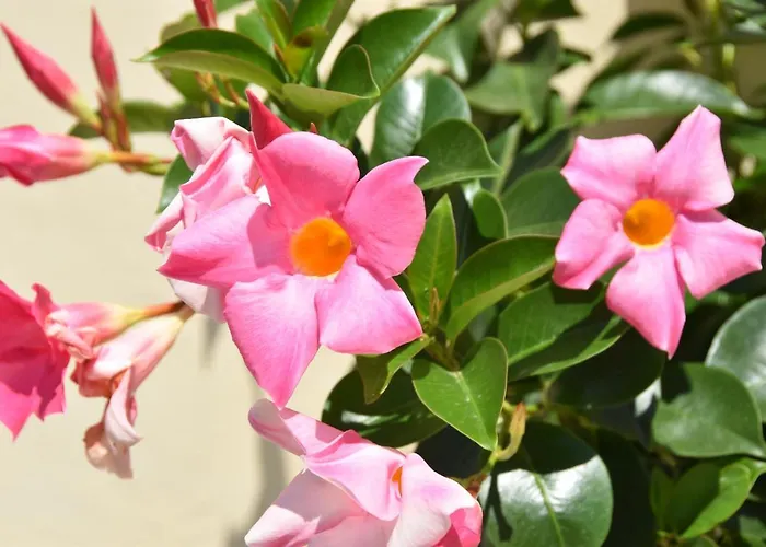 Il Tirreno Frühstückspension